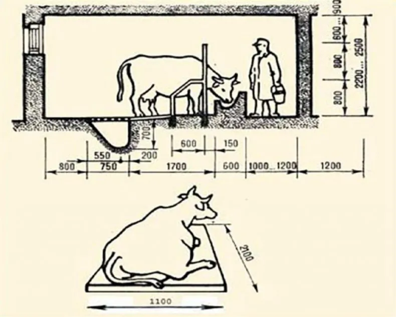 Размеры и схемы сарая для быков и как правильно построить в домашних условиях