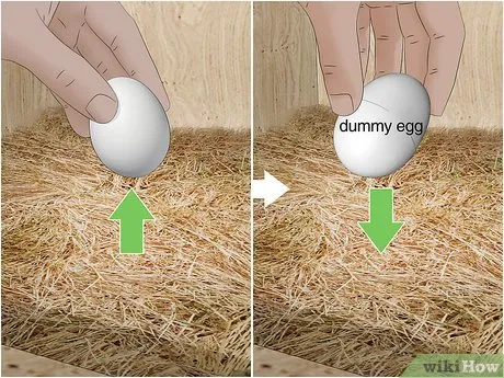 Изображение с названием Keep Chickens from Eating Their Own Eggs Step 10