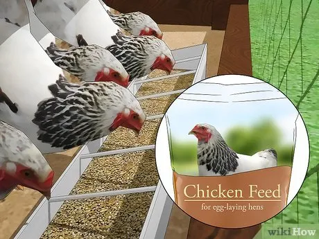Изображение с названием Keep Chickens from Eating Their Own Eggs Step 5