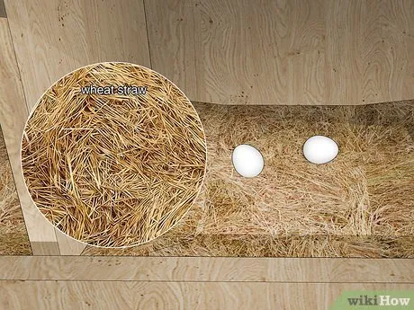 Изображение с названием Keep Chickens from Eating Their Own Eggs Step 3
