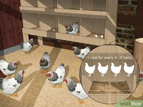 Изображение с названием Keep Chickens from Eating Their Own Eggs Step 1
