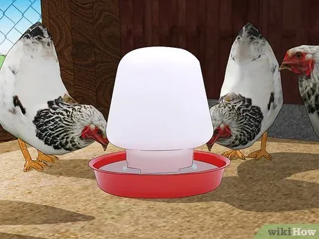 Изображение с названием Keep Chickens from Eating Their Own Eggs Step 7