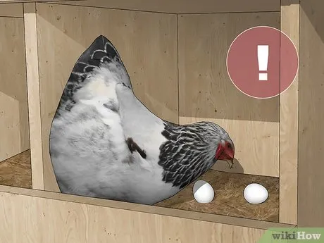 Изображение с названием Keep Chickens from Eating Their Own Eggs Step 8