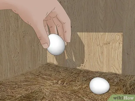 Изображение с названием Keep Chickens from Eating Their Own Eggs Step 9