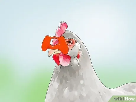 Изображение с названием Keep Chickens from Eating Their Own Eggs Step 11