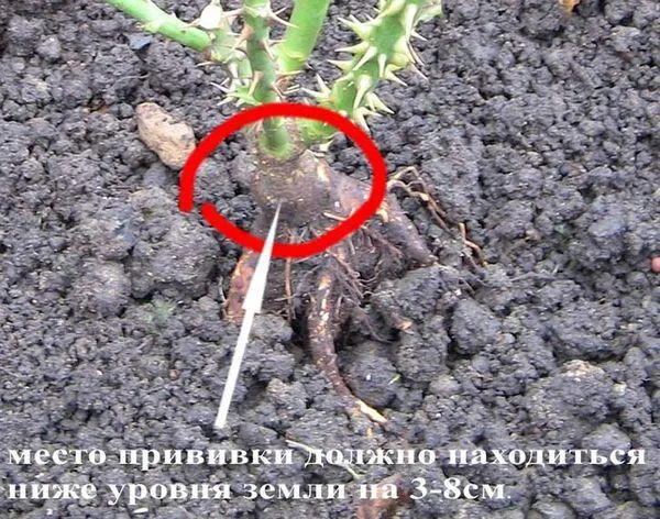 Точка прививки розы