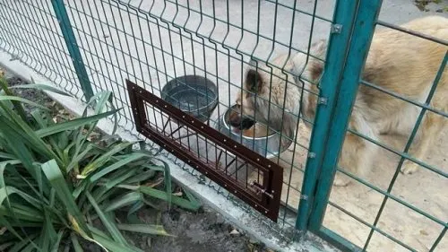 Комфортные вольеры для собак: делаем своими руками без трат и ошибок