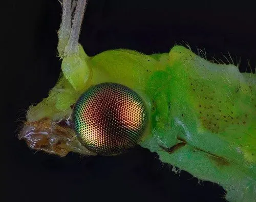 маленькое зеленое насекомое с прозрачными крыльями в квартире