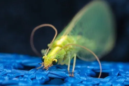 маленькое зеленое насекомое с прозрачными крыльями в квартире