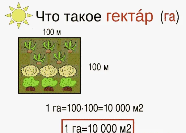 Сколько в одном гектаре квадратных метров