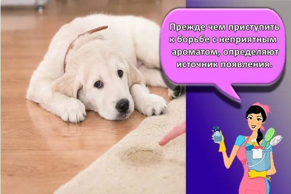 Прежде чем приступить к борьбе с неприятным ароматом, определяют источник появления. 