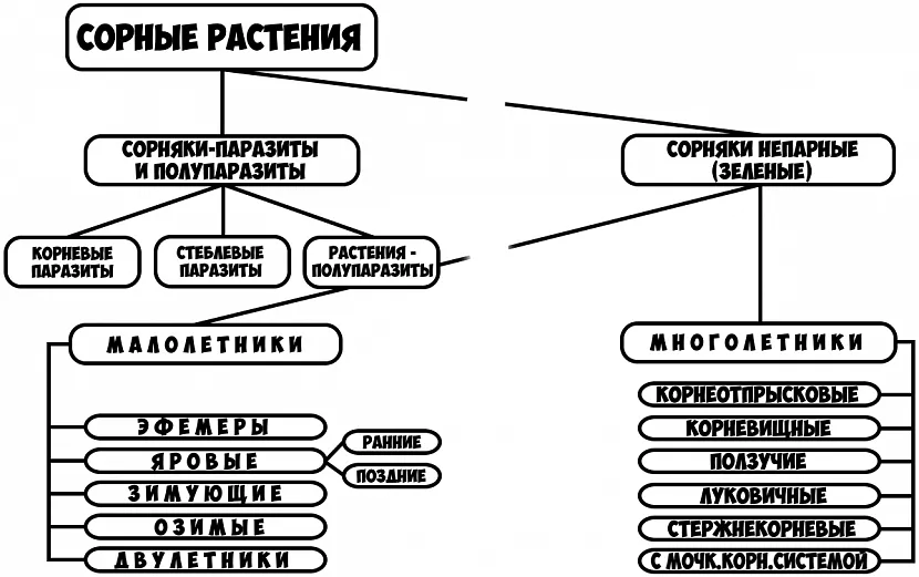 Классификация сорных растений