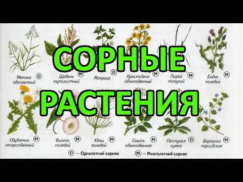 Сорные растения - методы (меры) борьбы