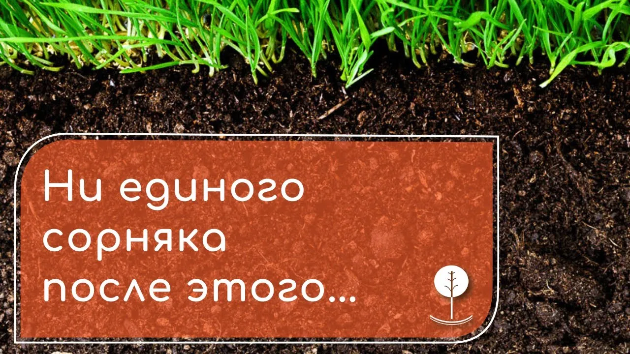 Как уничтожить сорняки? - НАПАЛМ ЗНАЕТ!